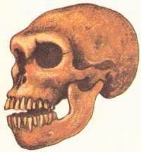 рисунок черепа неандертальца